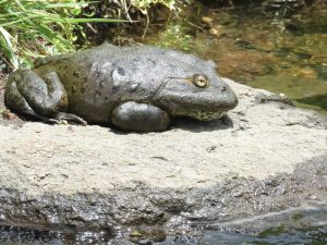 Maluti River Frog