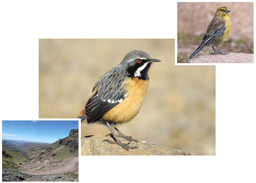 Birds and Beyond