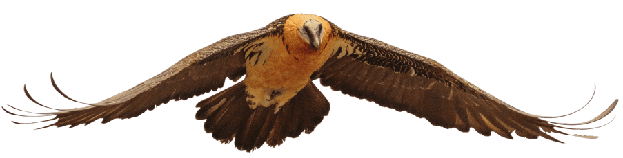 Lammergeier